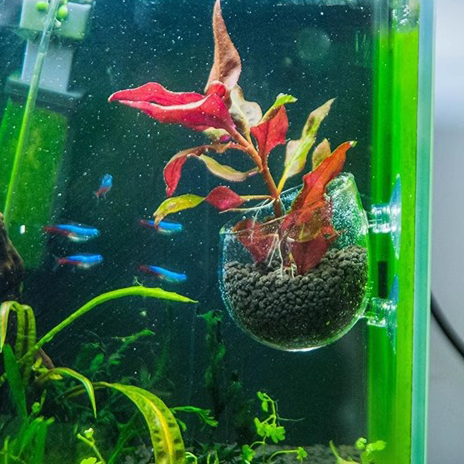 Держатель для аквариумных раст – обзор и цена Marine Aquarium Live