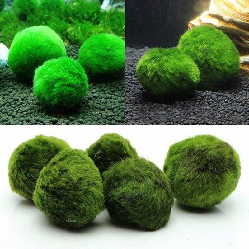 Шарики из мха Marimo, живое ак – обзор и цена Marine Aquarium Live