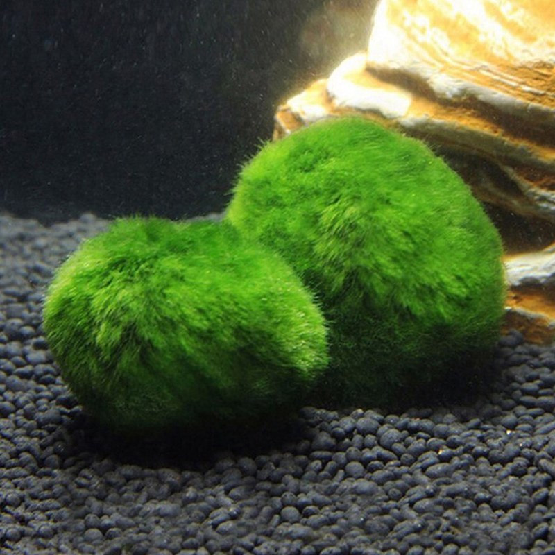 Шарики из мха Marimo, живое ак – обзор и цена Marine Aquarium Live