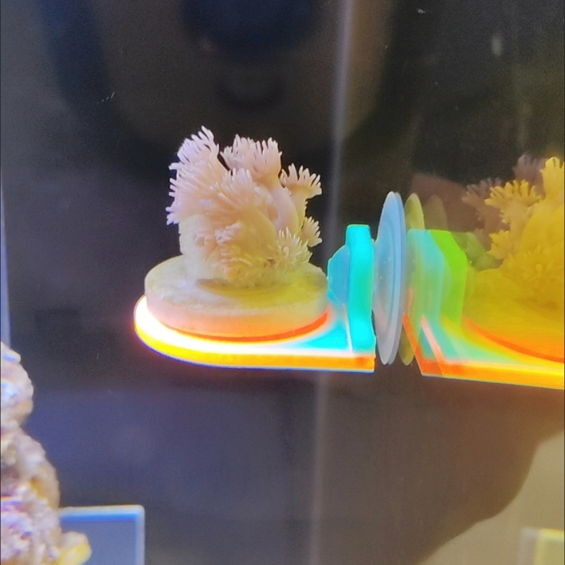 Цвет случайный коралловый держ – обзор и цена Marine Aquarium Live